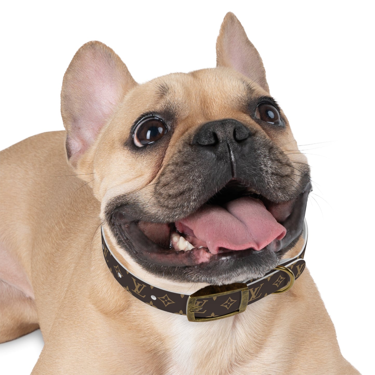 Louis Pawtton Designer dog Collar