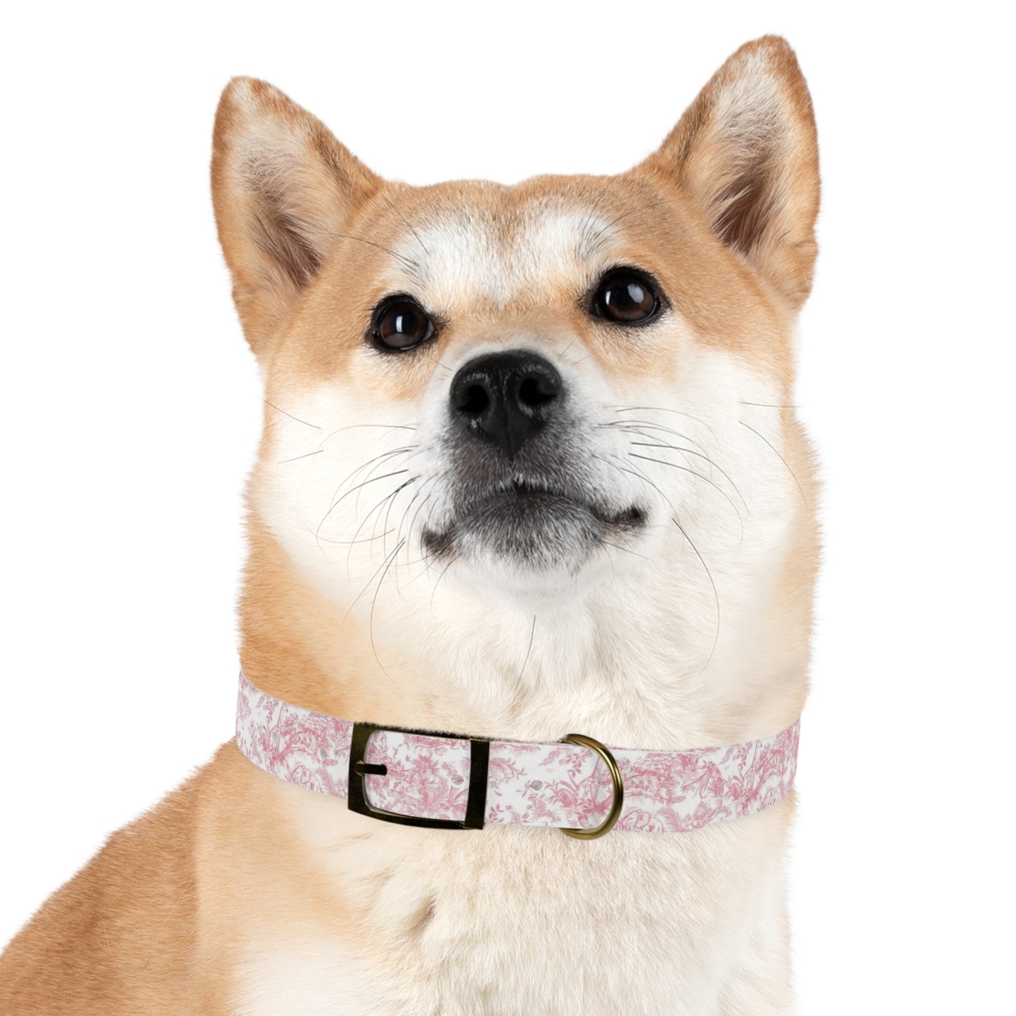 Diog Fancy Collar